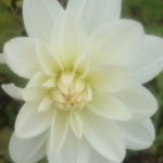 Dahlia White Ballet