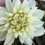 Dahlia White Perfection