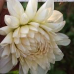 Dahlia Orset Beauty