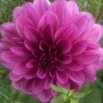 Dahlia Blue Bell