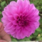 Dahlia Barbara