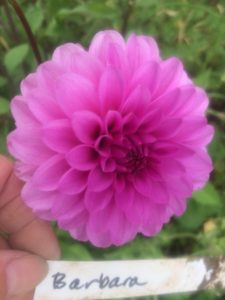 Dahlia Barbara