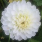 Dahlia Hapet White Bouqett