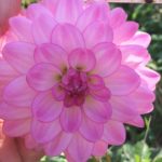 Dahlia Lennys Dream