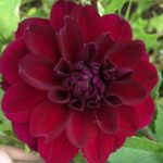 Dahlia Gipsy Night