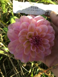 Dahlia Hamari Rose