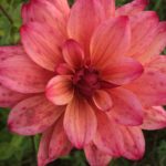 Dahlia Ekatarina