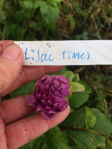 Dahlia Lilac Times