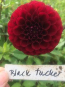Dahlia Black Tucker