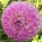 Dahlia Hapet Rosaly