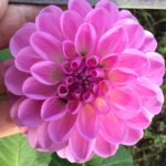 Dahlia Westerton Folly