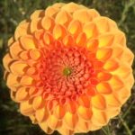 Dahlia Hapet Goldrush