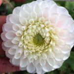 Dahlia Perlu Zvejnieks