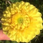 Dahlia Hapet Goldball