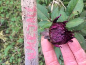 Dahlia Black Jack
