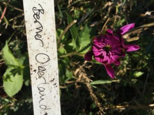 Dahlia Berner Oberland