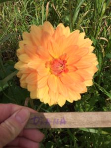 Dahlia Diana