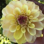 Dahlia wine Eyed Jill