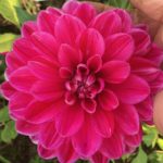 Dahlia Hapet Charmant