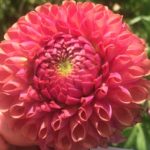 Dahlia Caitlins Joy