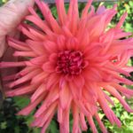 Dahlia Nepal