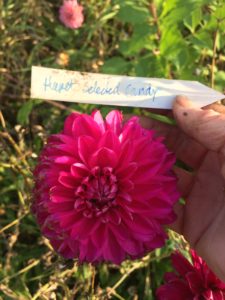 Dahlia Hapet Candy Select