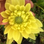 Dahlia Ruskin Harmonie i knop