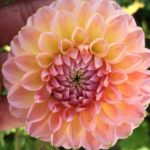 Dahlia Lindas Baby