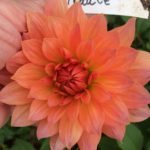 Dahlia Traute