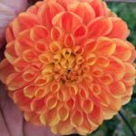 Dahlia Variace