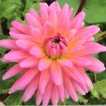 Dahlia Tutti Fruti