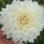 Dahlia Lady Nathalie