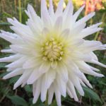 Dahlia Ruskin Bride