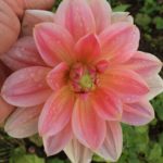 Dahlia Yvonne