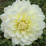 Dahlia Cream Beauty