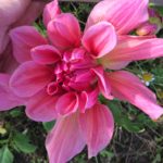 Dahlia Ottos Thrill