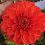 Dahlia Diable Rouge