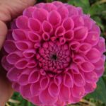 Dahlia Marys Jomanda