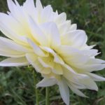 Dahlia Cream Beauty