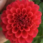 Dahlia Pompon Volga