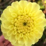 Dahlia Butter Cup