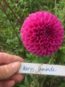 Dahlia Marys Jomanda