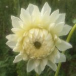 Dahlia Hapet Princess