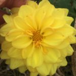 Dahlia Golden Scepter