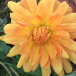 Dahlia Gold Crown