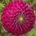 Dahlia William Gregory