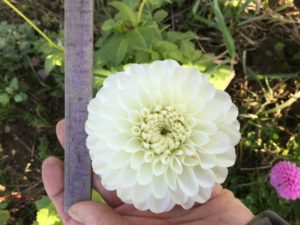 Dahlia Ryecroft Peace