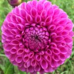 Dahlia Isabel