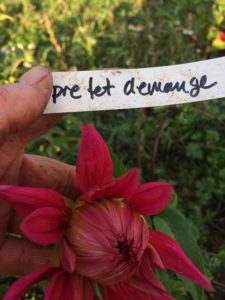 Dahlia Prefet Demange