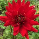 Dahlia Wittemans Best